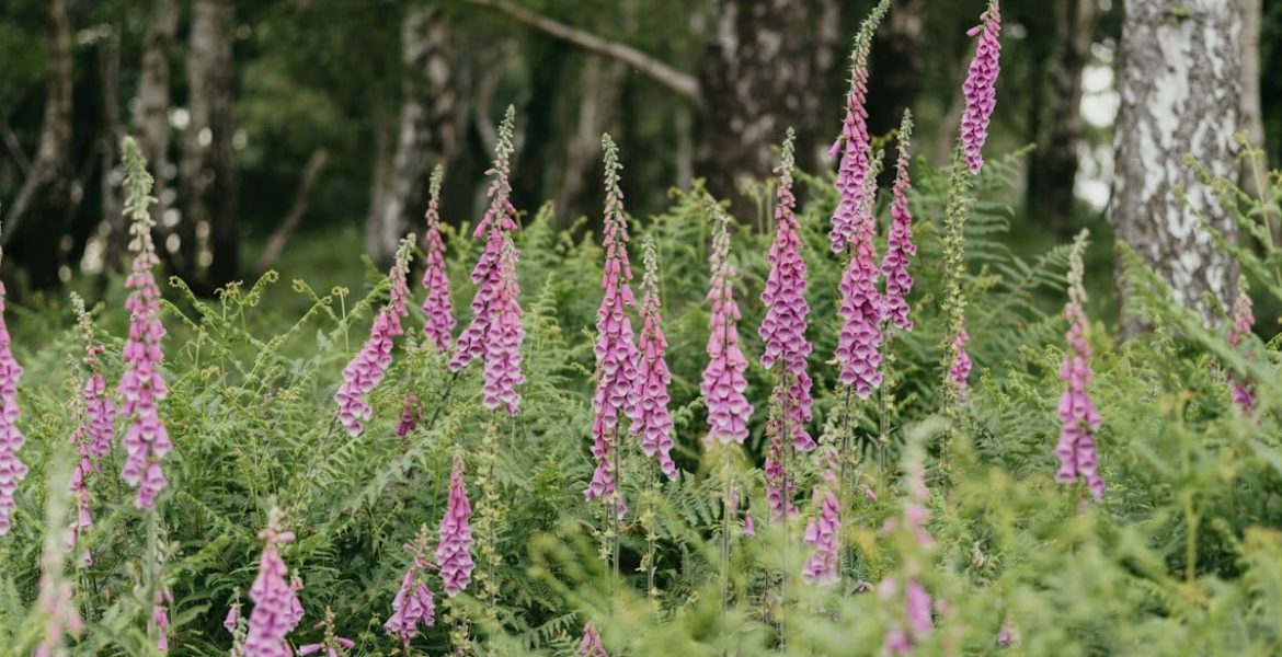 a field full of purple flowers next to a forest