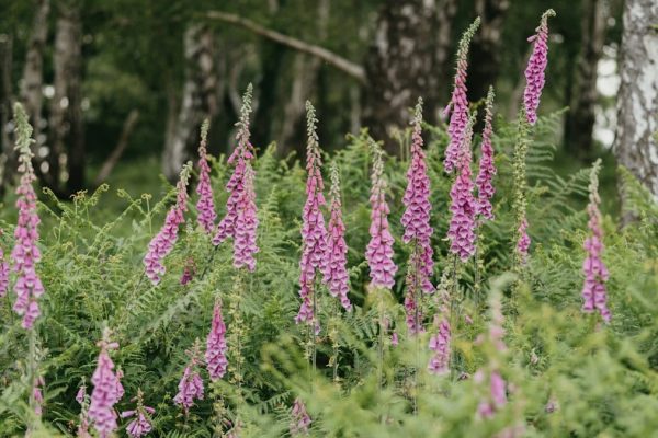 a field full of purple flowers next to a forest