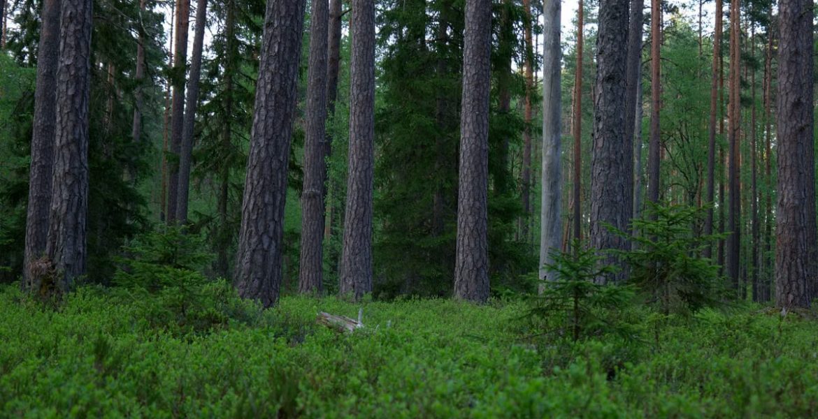 Tranquil evergreen forest with tall, majestic pines and lush greenery.
