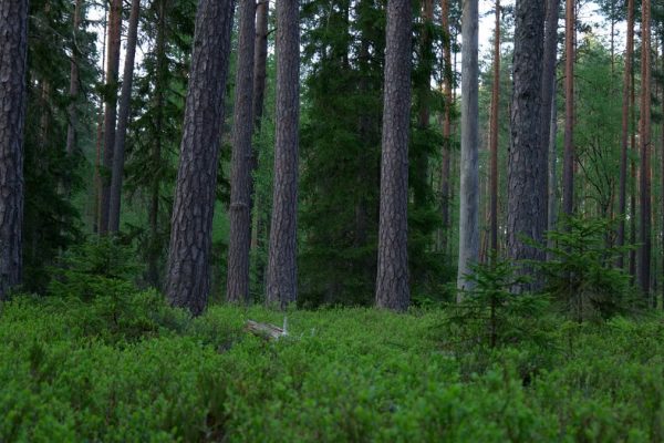 Tranquil evergreen forest with tall, majestic pines and lush greenery.